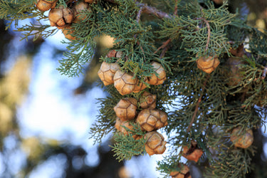 20 MEDITERRANEAN CYPRESS TREE Italian Pencil Pine Cedar Cupressus Sempervirens Stricta Seeds